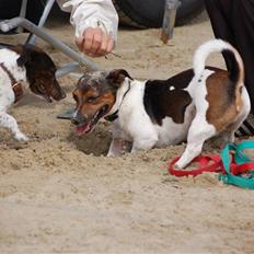 Jack russell terrier Gismo