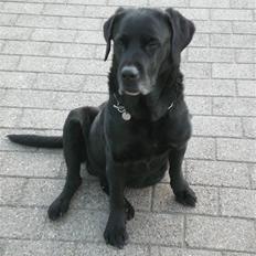 Labrador retriever Max    R.I.P 