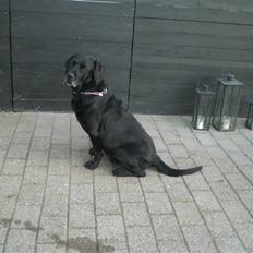 Labrador retriever Max    R.I.P 
