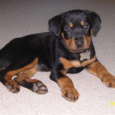 Rottweiler Bianca Egsgaard