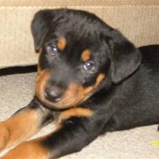 Rottweiler Bianca Egsgaard