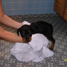 Rottweiler Bianca Egsgaard