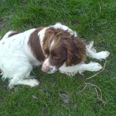 Engelsk springer spaniel Kalle