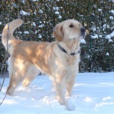 Golden retriever Beauty <3