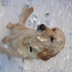 Golden retriever Beauty <3