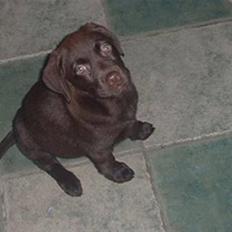 Labrador retriever Lucky