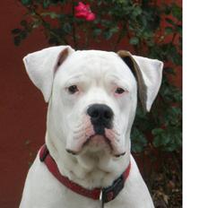 Amerikansk bulldog Winston C.