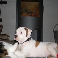 Amerikansk bulldog Winston C.