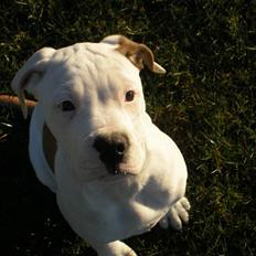 Amerikansk bulldog Winston C.