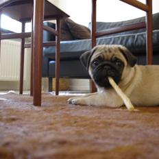 Mops Muffin
