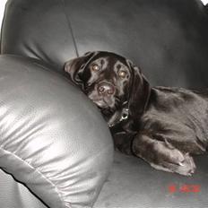 Labrador retriever Buster