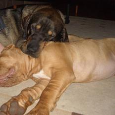 Blanding af racer Kenzo