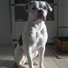 Amerikansk bulldog Bearta