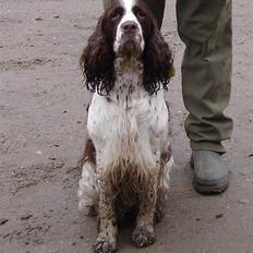 Engelsk springer spaniel Nulletullen