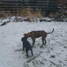 Rottweiler Coco