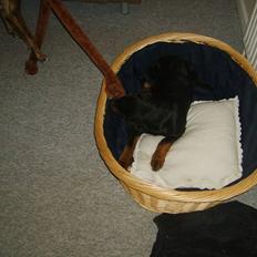 Rottweiler Coco