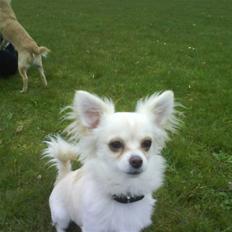 Blanding af racer Herman