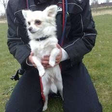 Blanding af racer Herman