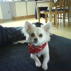 Blanding af racer Herman