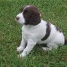 Field Trial spaniel Ziki