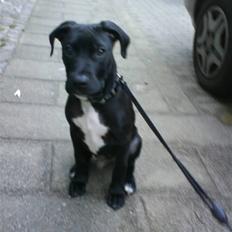 Amerikansk staffordshire terrier Demon * R.I.P.D.16.07.08*