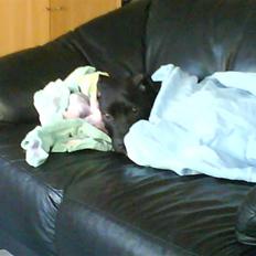 Amerikansk staffordshire terrier Demon * R.I.P.D.16.07.08*