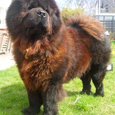 Chow chow Mambo