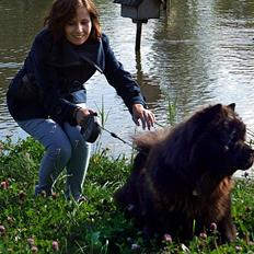 Chow chow Mambo