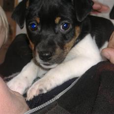 Dansk svensk gaardhund * (L) buster (L) *