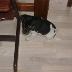 Dansk svensk gaardhund * (L) buster (L) *