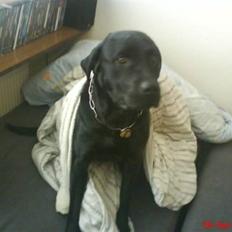 Labrador retriever Anne (R.I.P)