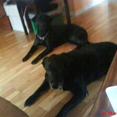 Labrador retriever Anne (R.I.P)