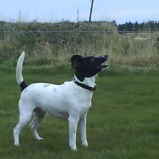 Foxhound Stuartc'',)