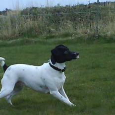 Foxhound Stuartc'',)