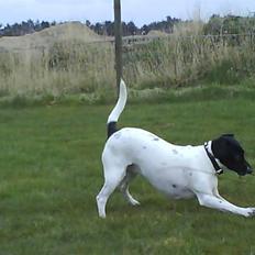 Foxhound Stuartc'',)