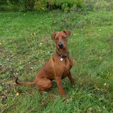 Blanding af racer Nico