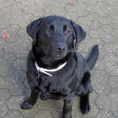 Labrador retriever Thor