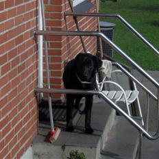 Labrador retriever Thor