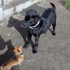 Labrador retriever Thor