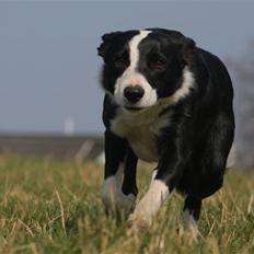 Border collie Joy - himmelhund