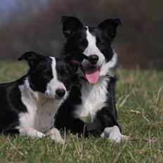 Border collie Joy - himmelhund