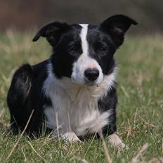 Border collie Joy - himmelhund