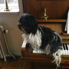 Bichon havanais Luna