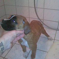 Boxer Arnold, død 24.10.08