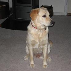 Golden retriever Bella