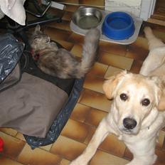 Golden retriever Bella