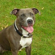 Amerikansk staffordshire terrier Liva