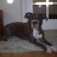 Amerikansk staffordshire terrier Liva