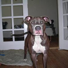 Amerikansk staffordshire terrier Liva