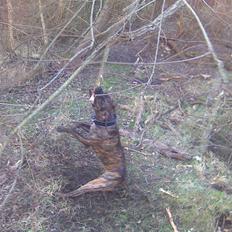 Amerikansk staffordshire terrier fifty